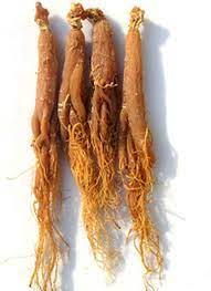 Red Korean Ginseng Root